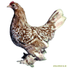 Booted Bantam
