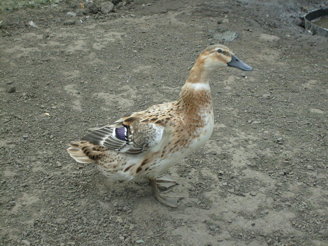 Appleyard Ducks Breed Information Omlet