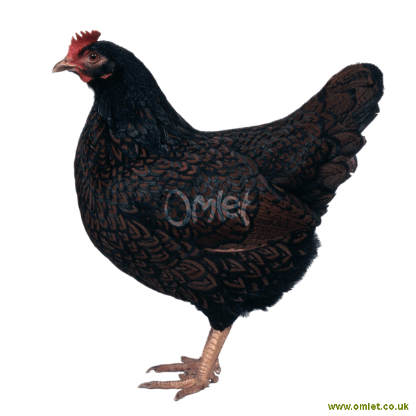 Barnevelder For Sale Chickens Breed Information Omlet