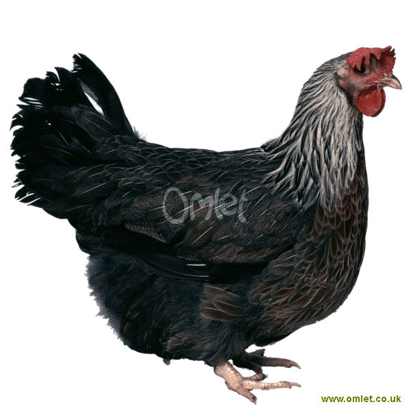 Dorking For Sale Chickens Breed Information Omlet