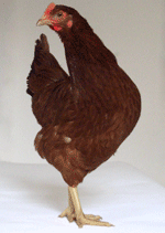 Image of Gingernut Ranger Chicken