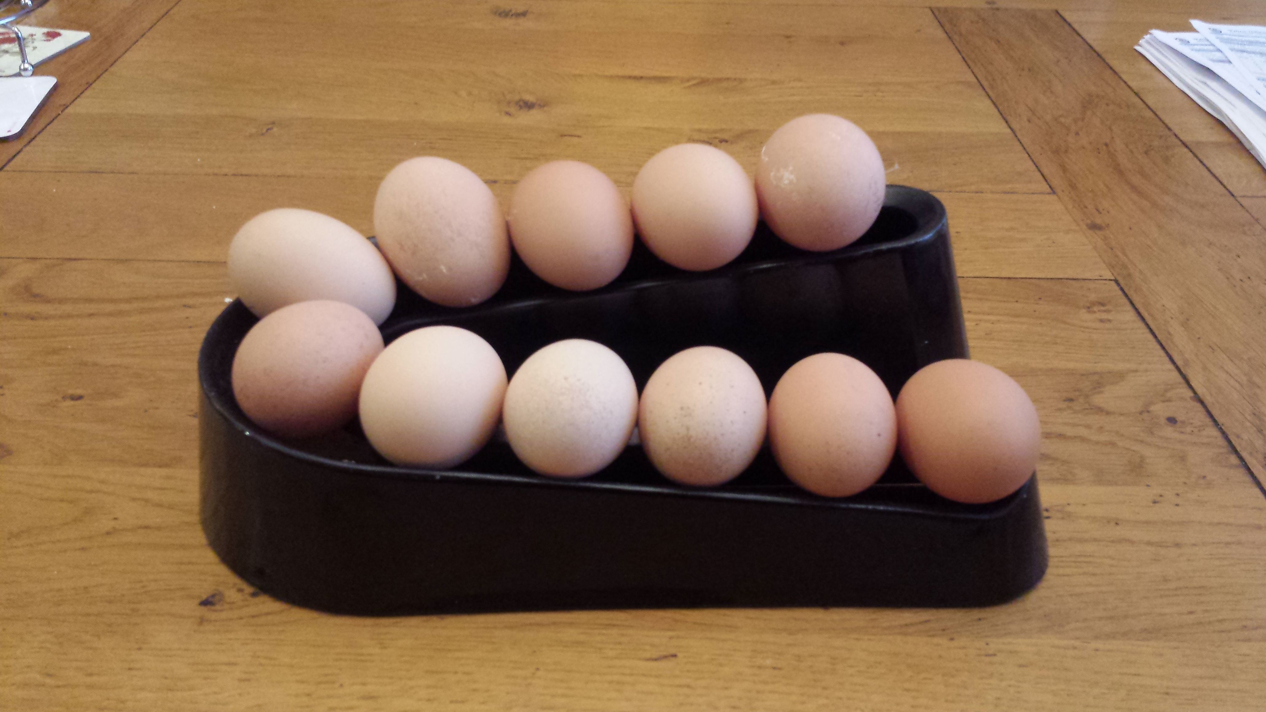 Egg Ramp Chicken Coops and Pet Chicken Accessories Omlet