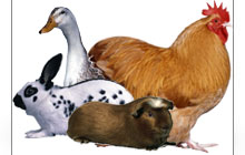 Image of a Duck and a Chicken