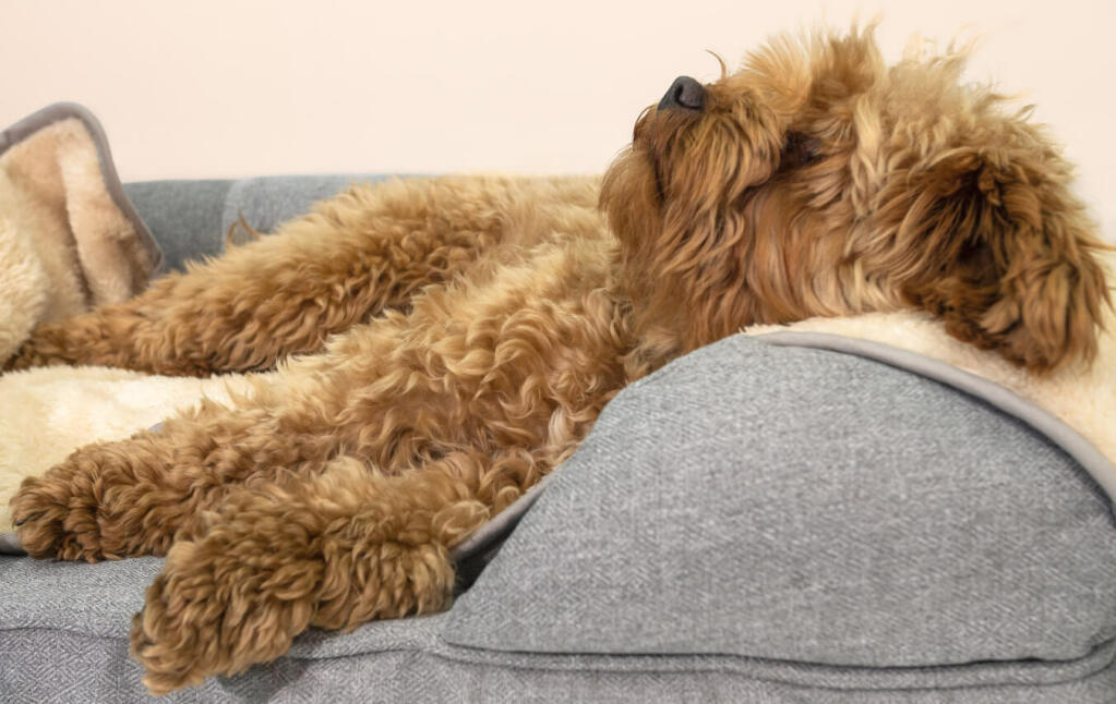 plush dog blanket