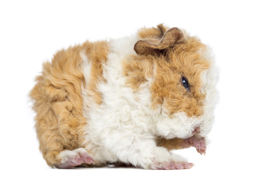 alpaca guinea pig for sale