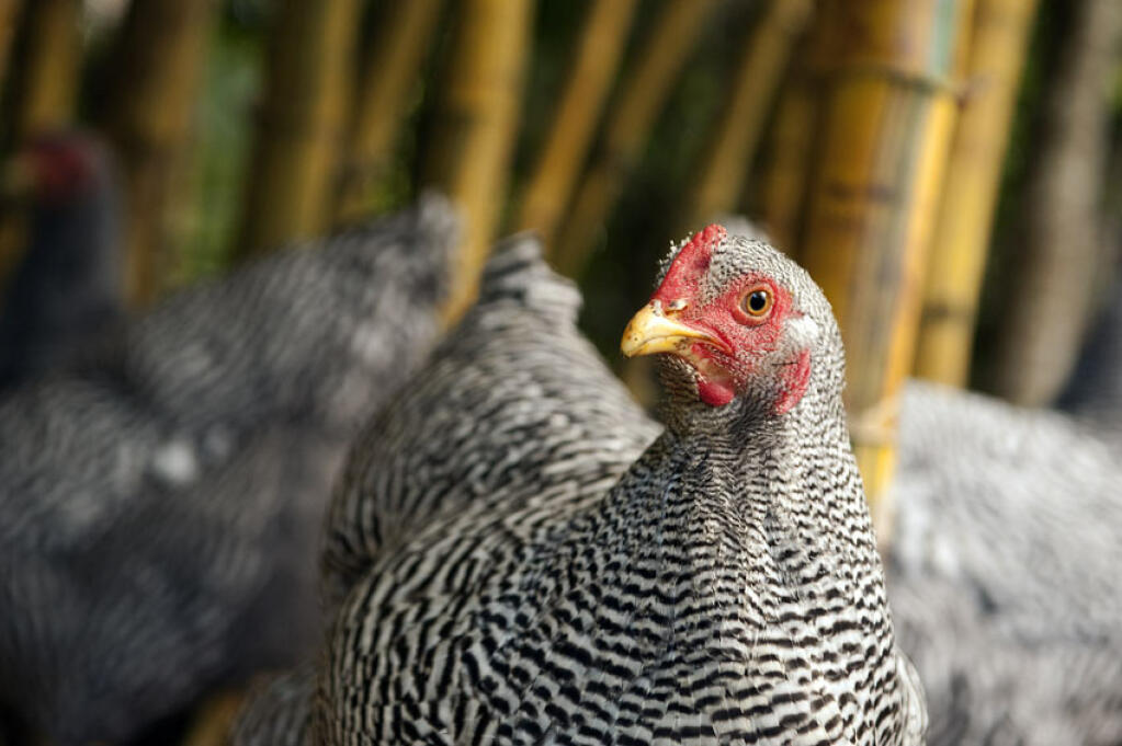 5 Chicken Breeds that Have 5 Toes - Cackle Hatchery