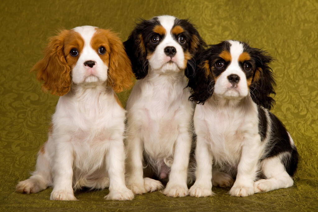 Cavalier Charles Spaniel | Dog Breeds