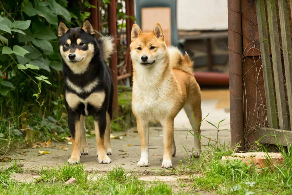 At What Age Is A Shiba Inu Full Grown