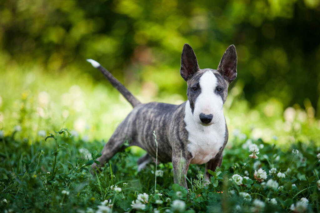 Miniature Bull Terrier Dogs | Dog Breeds