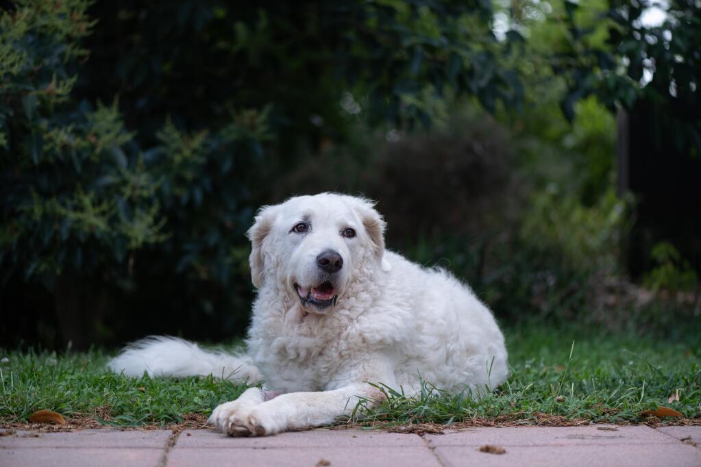 Kuvasz Dogs Dog Breeds