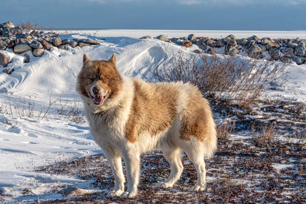 is canadian eskimo same as greenland dog