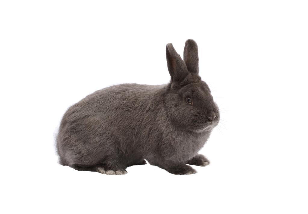 Vienna Blue Rabbits | Vienna Blue For Sale | Rabbit Breeds