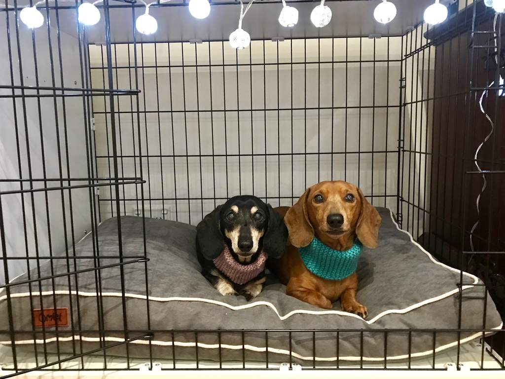 Fido Accessories | Dog Crates, Dog Beds 