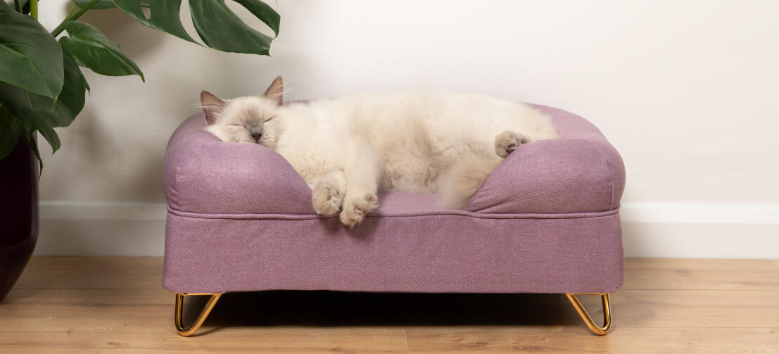 Memory Foam Bolster Cat Beds