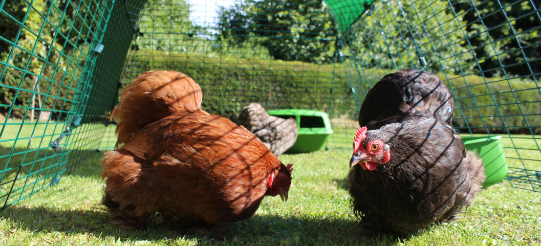 How the Eglu Keeps Your Chickens Warm in Winter - Omlet Blog US