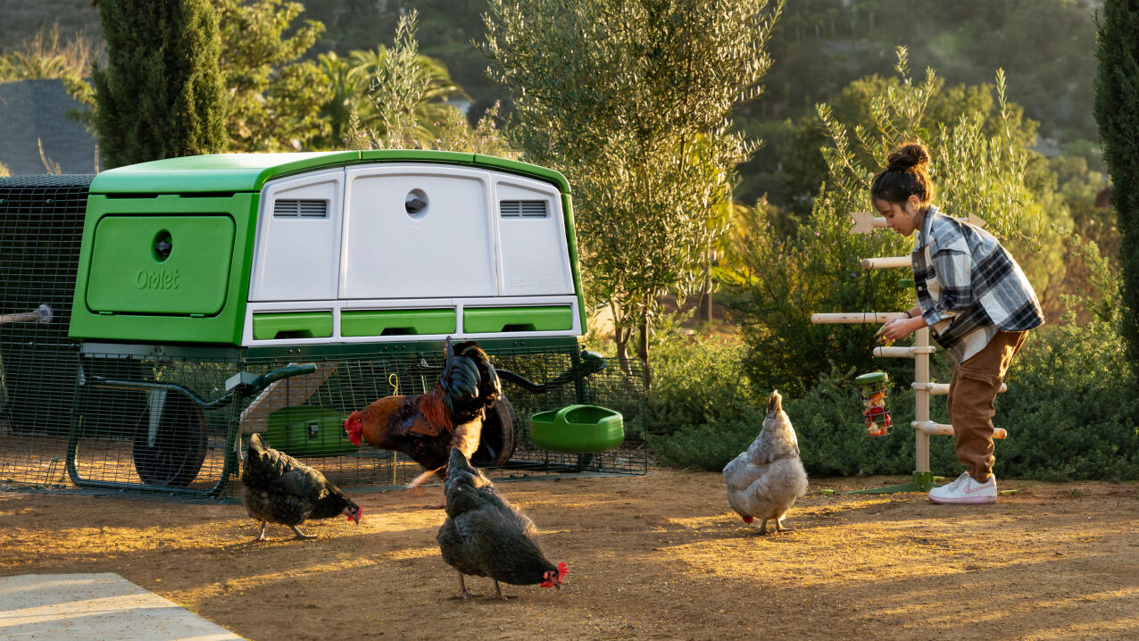 Little girl feeding the chickens by the Eglu pro chicken coop