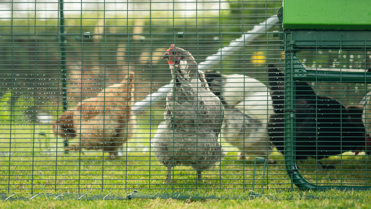 Hens inside a predator proof chicken coop run