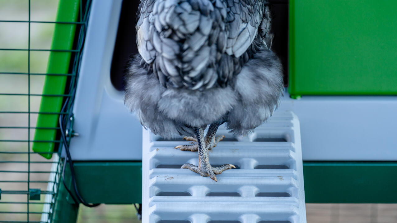 Grey chicken walking up the Eglu pro chicken coop ladder