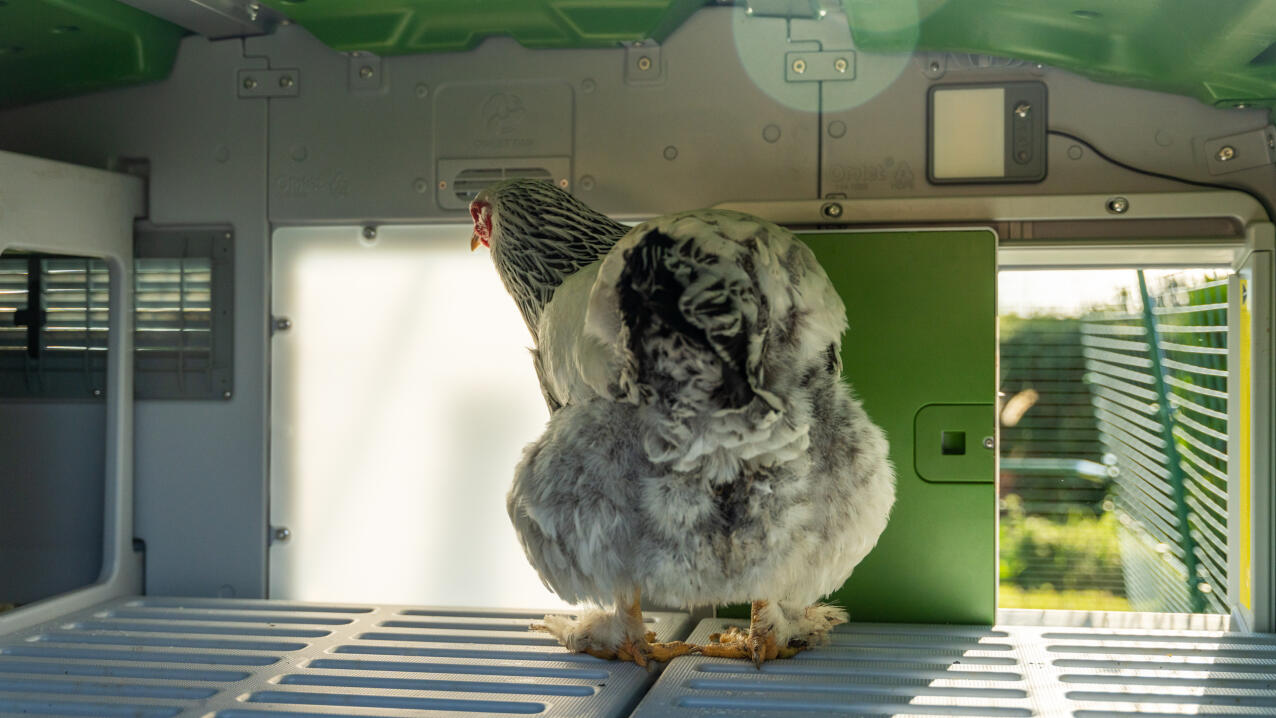 Chicken inside the Omlet Eglu pro chicken coop with Lux daylight panel