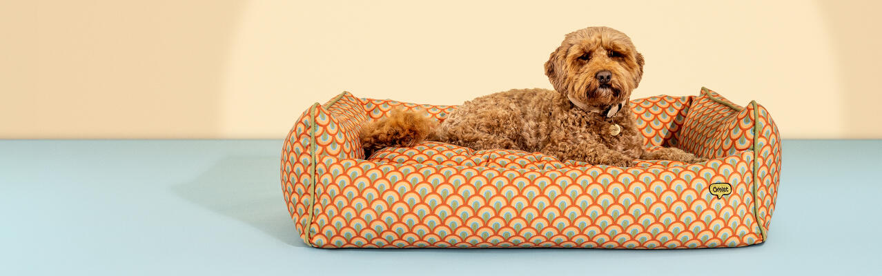 Dog in a medium nest dog bed