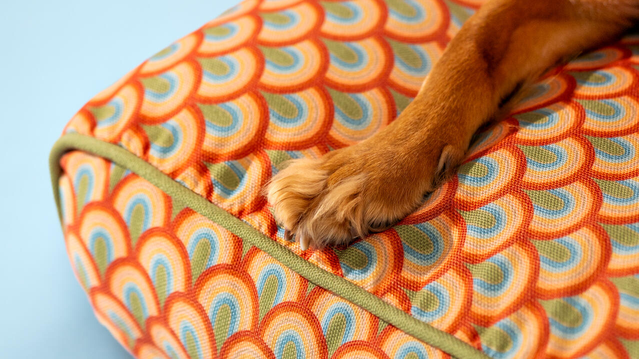 Close up of a paw on the dream in colour patterned dog bed