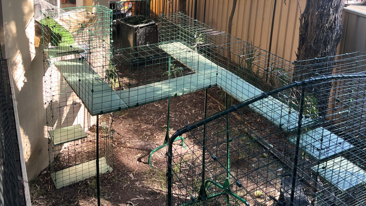 Customized catio tunnel set up with cat walkways and outdoor enclosure