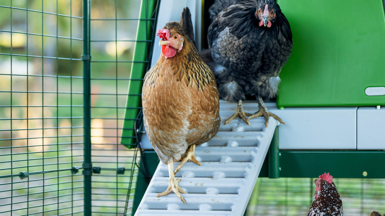 Chickens coming out of an automatic chicken coop door and down the Eglu Cube chicken coop ladder