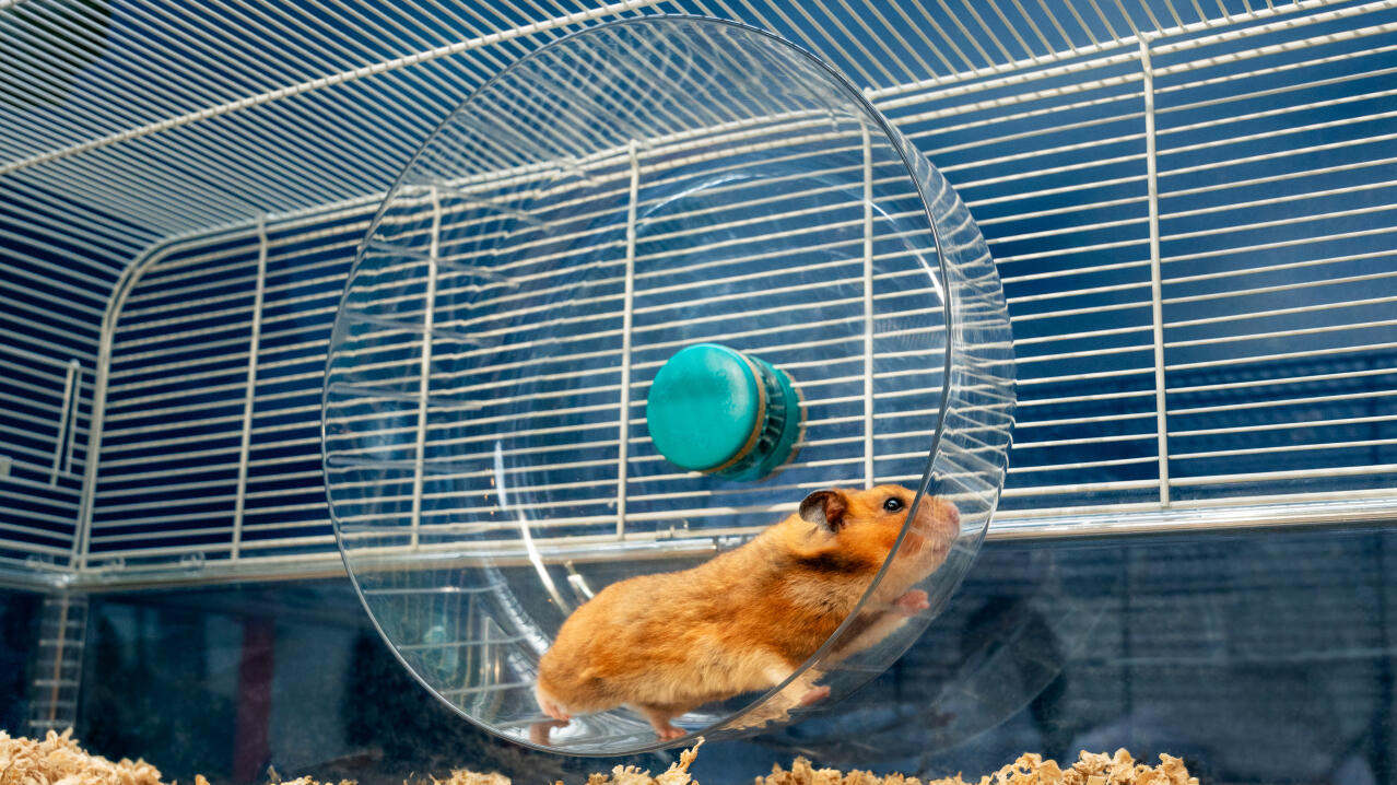 Hamster Cage Hamster Playpen Omlet