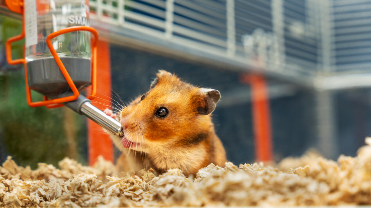 Hamster drinking from the water bottle in an Omlet hamster cage