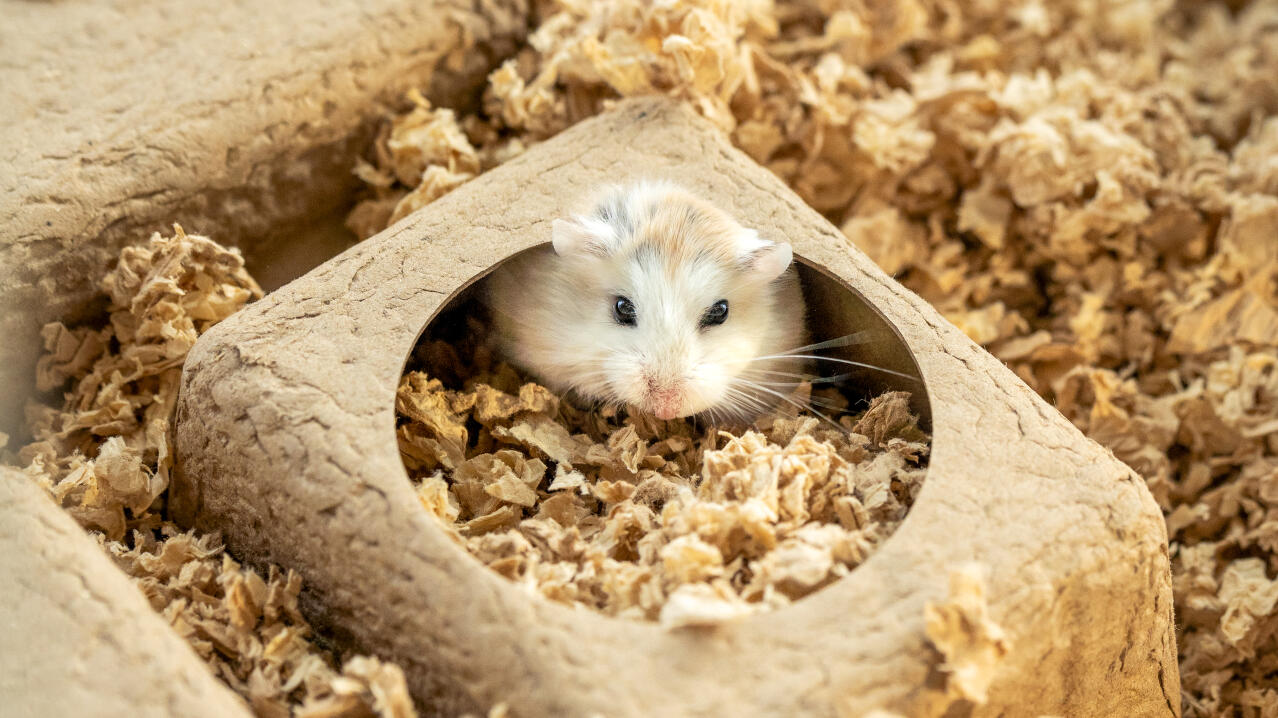 Hamster popping its head out of a compostable hamster hide