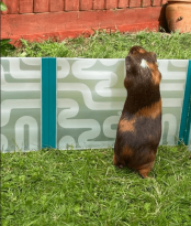 A guinea pig against the side of the large playpen.