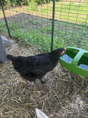 The waterer is perfect in terms of capacity! the quality is really top-notch 👍🏼 ; i even bought a second one to have several watering points for my pullets 🐓🐓