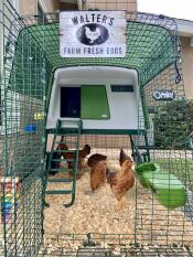 Omlet chicken coop