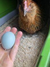 Bad Betty loves laying in the spacious, cozy Omlet nesting box. Her momma loves how easy it is to access and collect them! ?