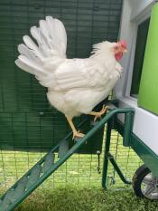 A chicken walking up the stairs of her coop