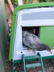 Chicken coming out of green Omlet Eglu Cube large chicken coop