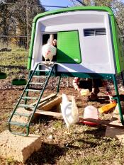 Omlet green Eglu Cube large chicken coop with chickens