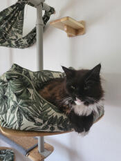 Stoffel loves his cat's nest. for cuddling 