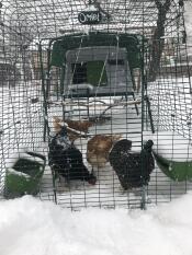 Green Omlet Eglu Cube large chicken coop and run with chickens in the Snow