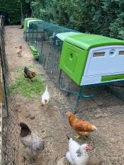 Chickens in their outdoor run with two green Eglu Cube large chicken coops and runs