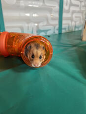 A hamster inside of the tunnel in the Omlet hamster playpen.