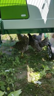 Chicken sheltering underneath an Omlet chicken coop.