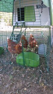 Chickens standing underneath and Eglu chicken house.