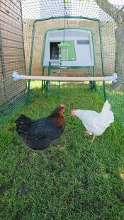 Two chickens in a chicken house with a chicken perch added