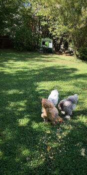 Three chickens in a garden in front an Omlet Cube