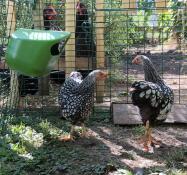 Two chickens enjoying being out in a garden.