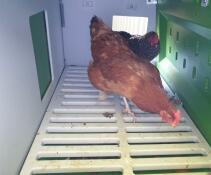 Chickens inside of Omlet Eglu Cube large chicken coop