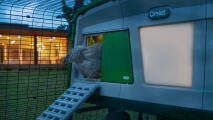 A chicken climbing into the coop using an Autodoor and cooplight