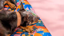 Dog resting on adventureland patterned dog bed