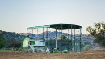 An Eglu pro chicken coop attached to a walk in run at dusk